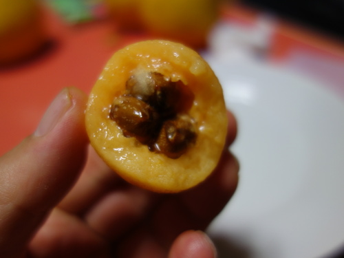 Loquat