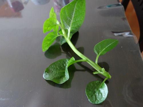 ツルムラサキ（緑茎種）