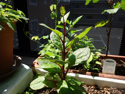 Malabar Spinach with red stem