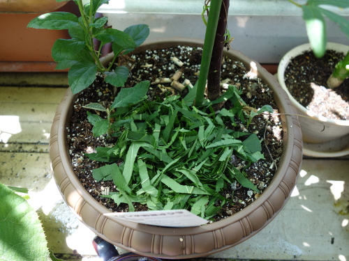 Leaves of Okinawa Aka Okra and Okra