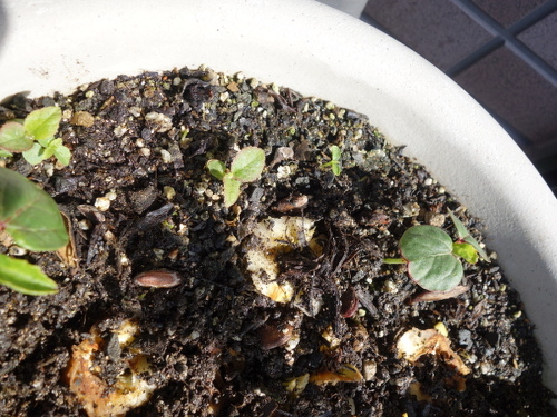 Seedling of Big Persimmon