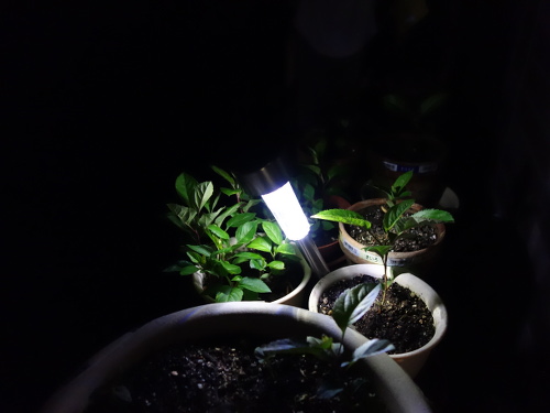 LED Solar Light