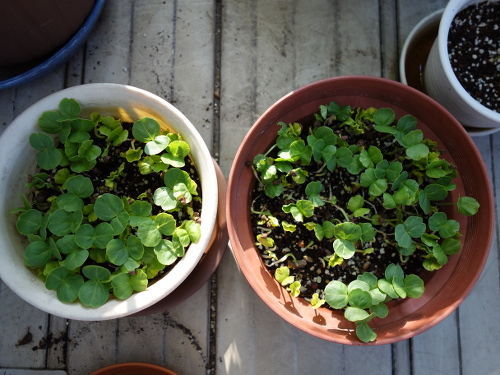 ローゼルの種と芽