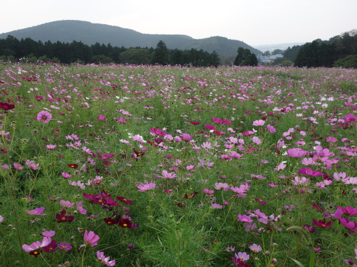 Cosmos of Tawarayama