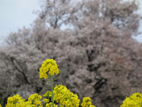 一心行の大桜