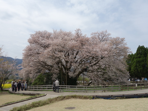 一心行の大桜