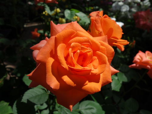 はな阿蘇美のバラ ピース