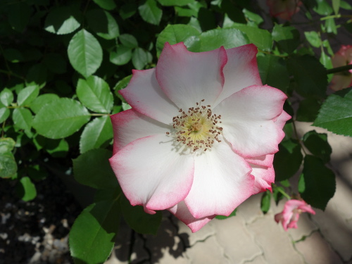 はな阿蘇美のバラ ベティ・ブープ