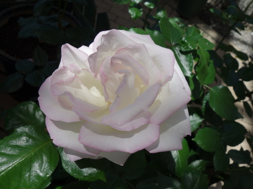 はな阿蘇美のバラ カリフォルニア・ドリーム