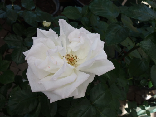 はな阿蘇美のバラ キャロリーヌ・モナコ