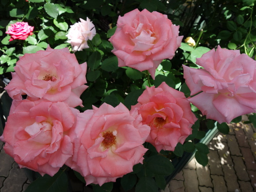 はな阿蘇美のバラ ブリカ・ドーン