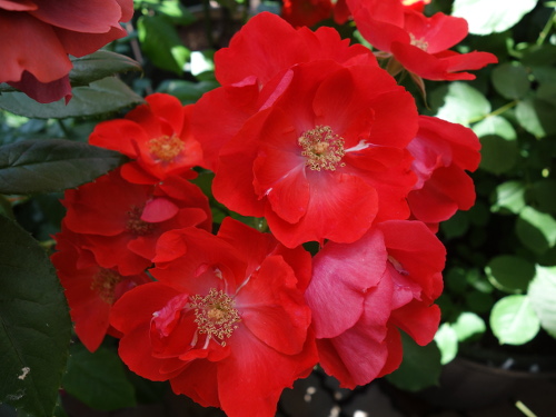 はな阿蘇美のバラ サラ・バンド