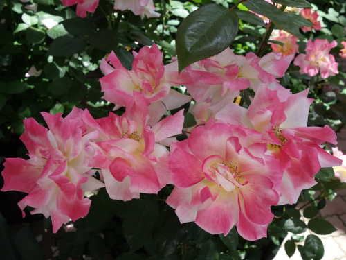 はな阿蘇美のバラ チャールストン