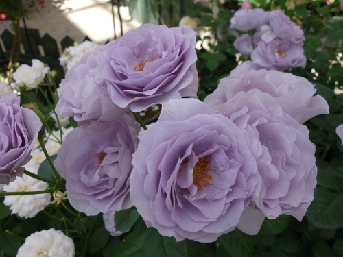 はな阿蘇美のバラ マミー・ブルー