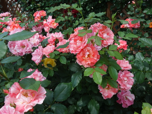 はな阿蘇美のバラ グリ・マルディ