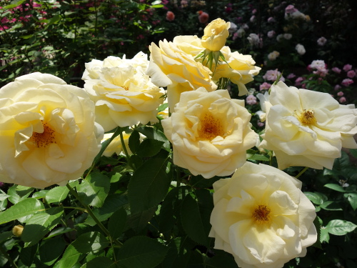 はな阿蘇美のバラ アンドレ・グランディエ