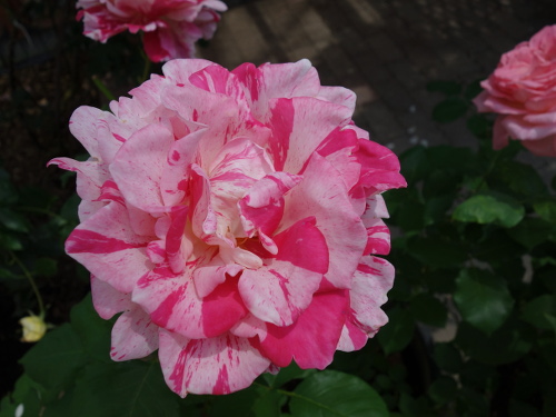 はな阿蘇美のバラ クレイジー・ドゥ