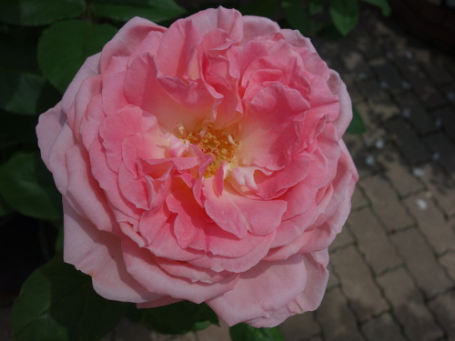 はな阿蘇美のバラ リブ・タイラー