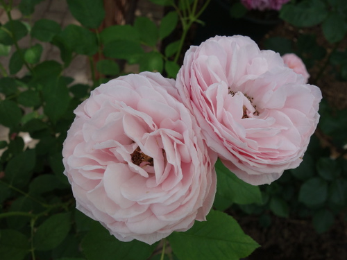 はな阿蘇美のバラ エンジェル・フレグランス