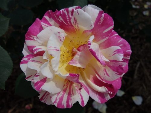 はな阿蘇美のバラ モーリス・ユトリロ