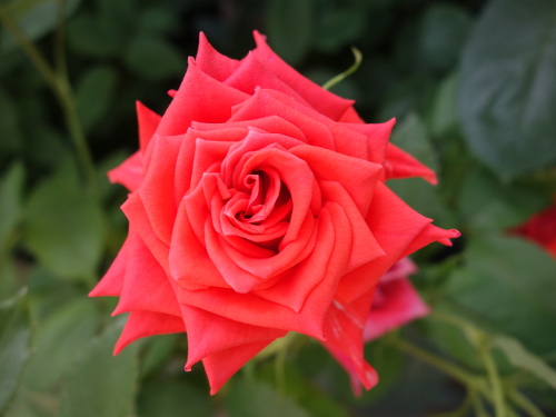 はな阿蘇美のバラ ジャン・ジオノ