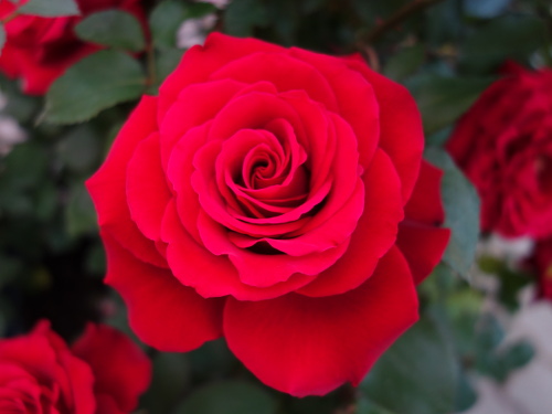 はな阿蘇美のバラ オンリー・ラブ