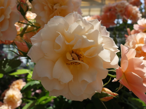 はな阿蘇美のバラ ボルデュール・アブリコ