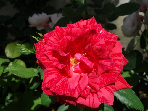 はな阿蘇美のバラ アルビレック・バルビエ