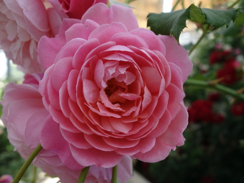 はな阿蘇美のバラ プリ・P.J.・ルドゥーテ