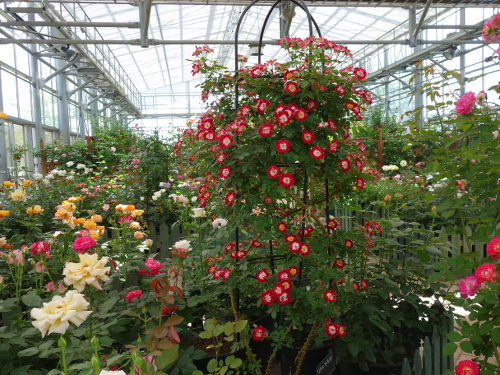 リトル・アーティスト