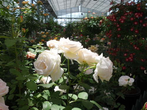 薫乃(かおるの)