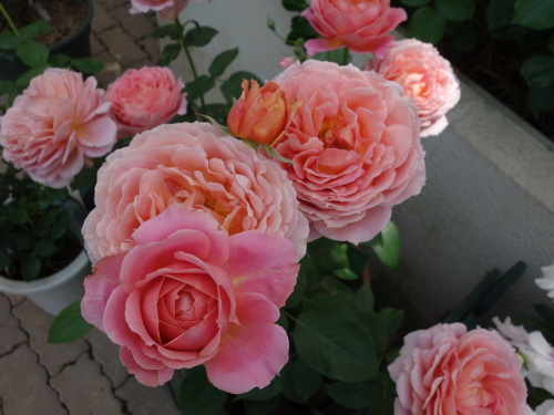 ロマンティック・アンティーク