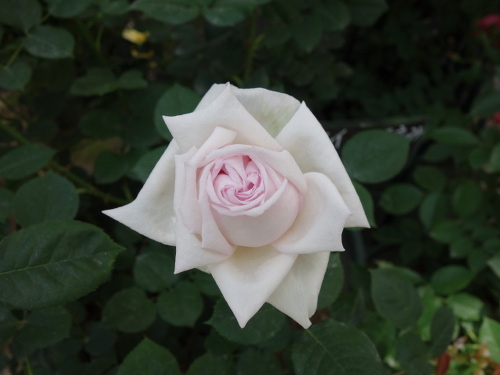 メイのほほえみ