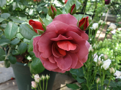 ホット・チョコレート