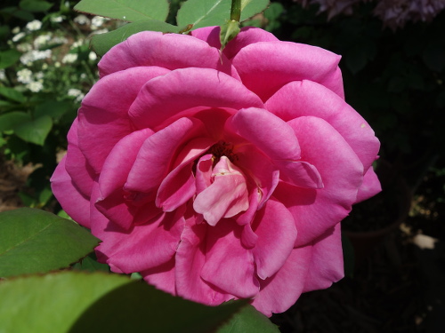 ピンク・ピース