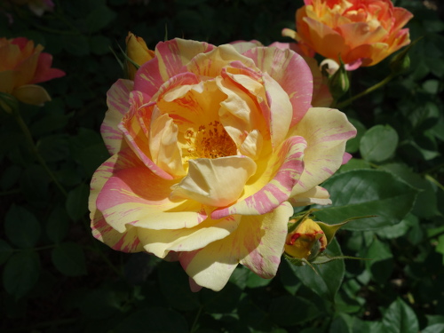 ポール・セザンヌ