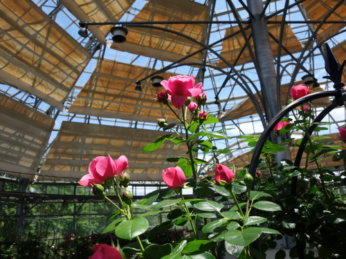 葉桜になった観音桜