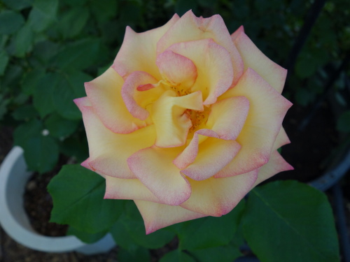 ジェネラス・ガーデナー