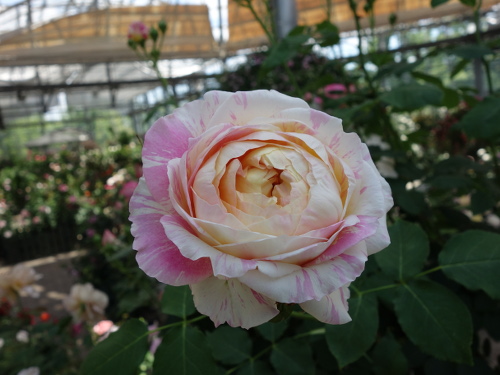 クロード・モネ