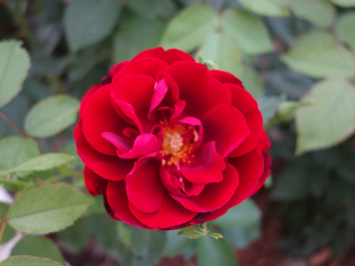 ルビー・セレブレーション