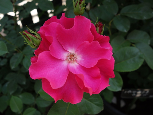 パーマネント・ウェーブ