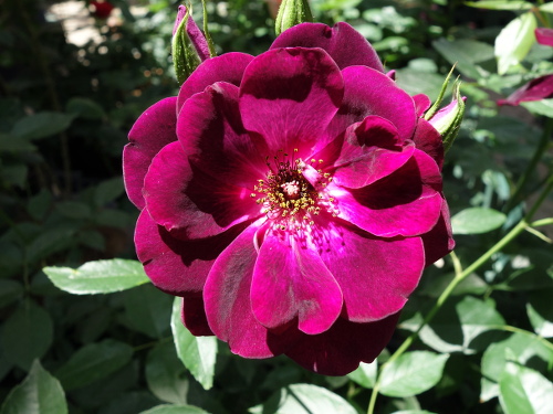 バーガンディ・アイスバーグ