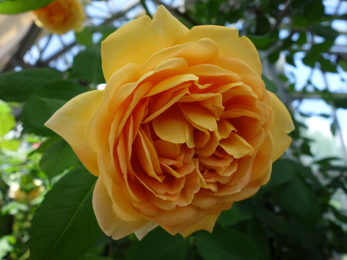 ゴールデン・セレブレーション