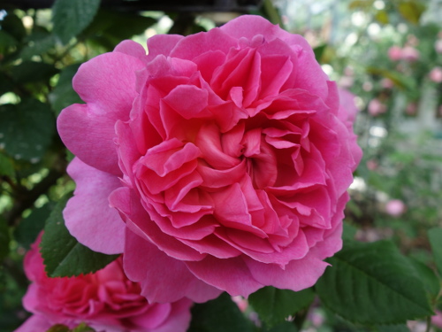 ヒルダ・ミュレル