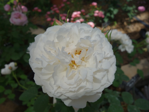 ウィンチェスター・キャシドラル