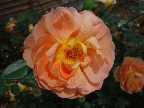 レディ・オブ・シャーロット