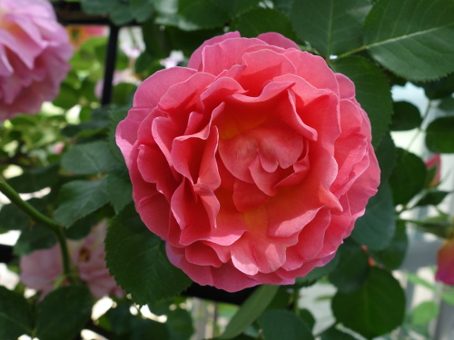 リリアン・オースチン