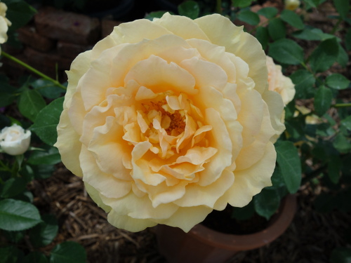 ソフィ・アルネッサンス