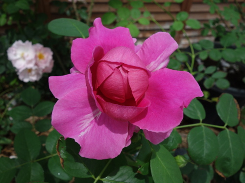 レディ・オブ・メギンチ