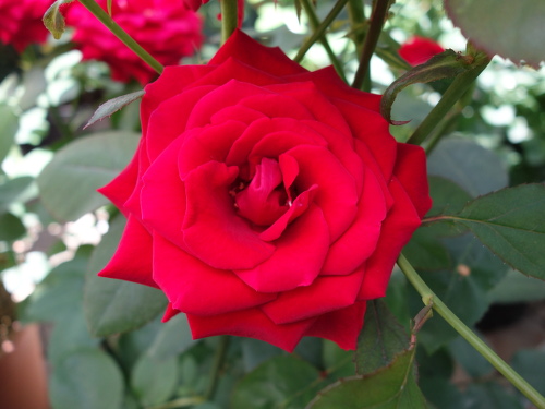 レオナルド・ダ・ヴィンチ